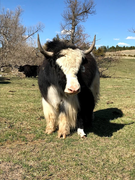 Yak Fiber Study